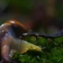 萤火虫幼虫猎食过程：蜗牛被毒液溶解成汁