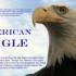 【PBS.自然】美国鹰/白头海雕