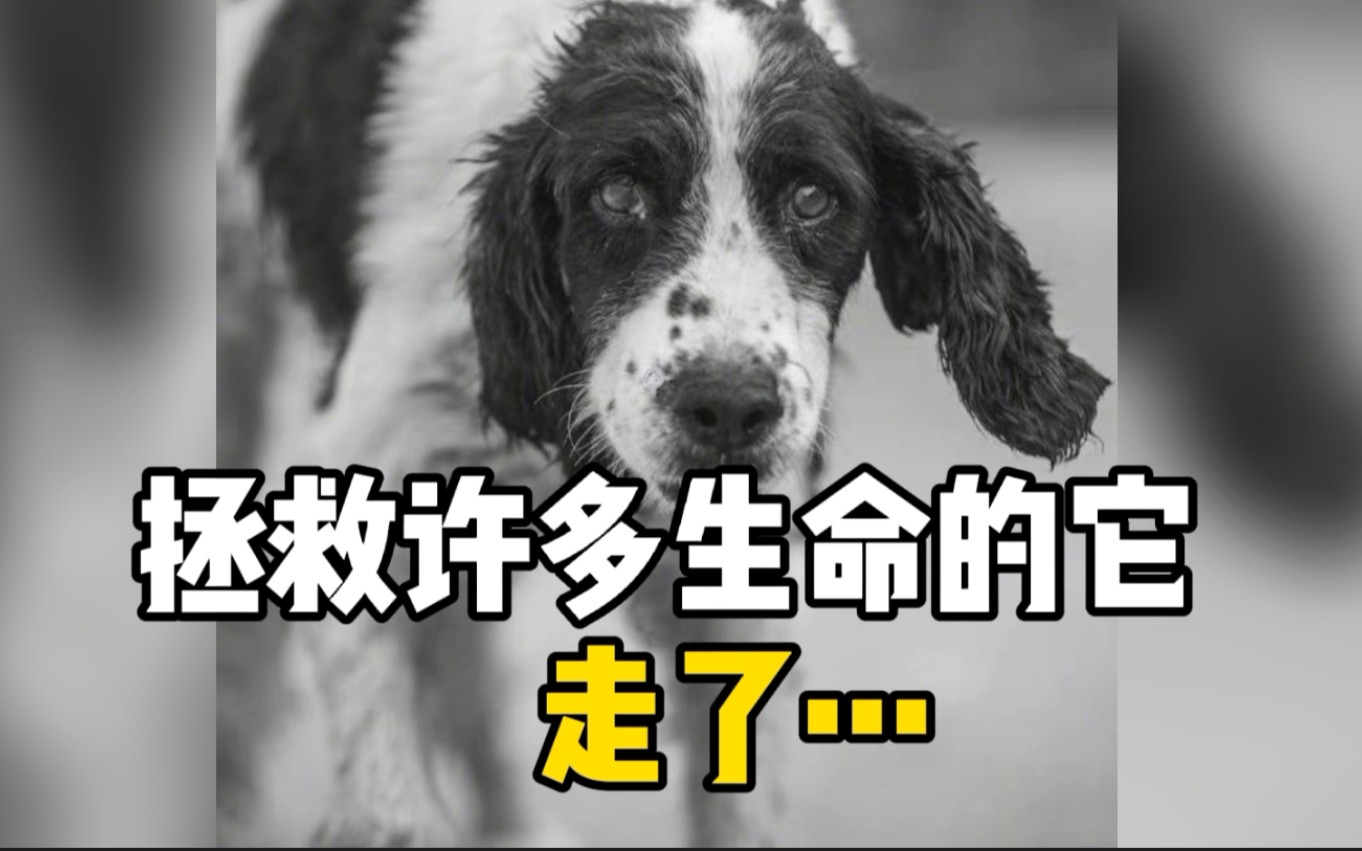 汶川地震救援最后一只搜救犬冰洁离世：曾救13人