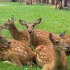 周末游vlog｜世界遗产名录｜一起去良渚遗址公园看小鹿，感受3分14秒的夏日绿色浪漫～