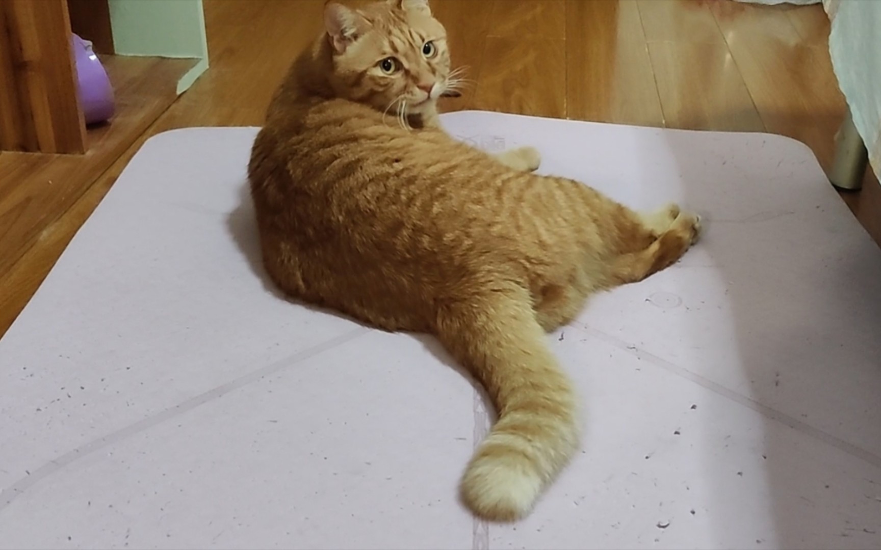 瑜伽垫与猫