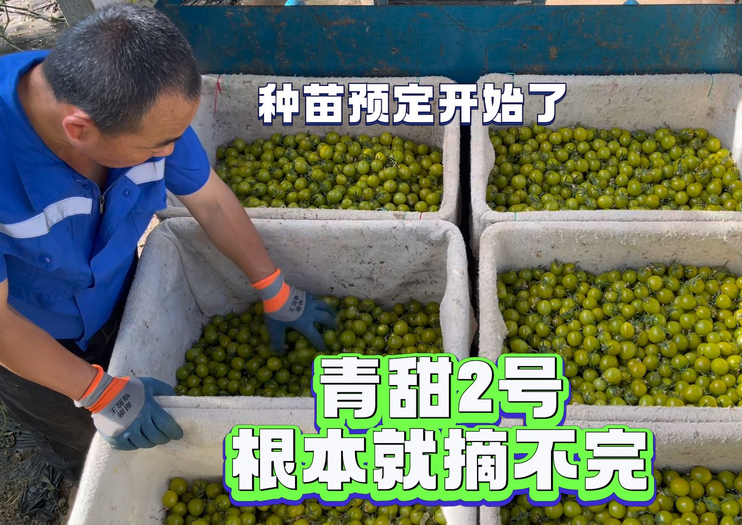 青甜2号，根本摘不完。