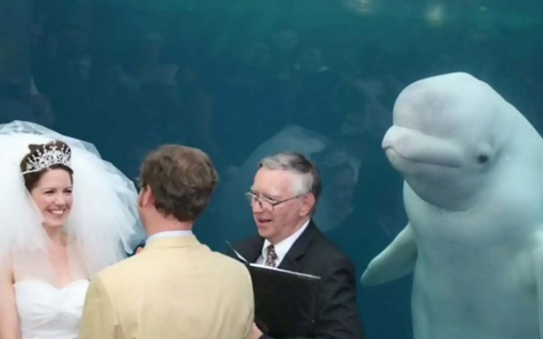 白鲸：婚礼上最耀眼的见证者