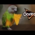 最有趣的Doritos“动物”广告