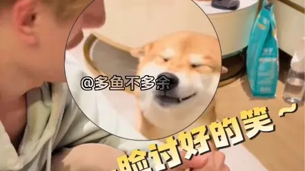 你见过如此谄媚的狗狗吗？
