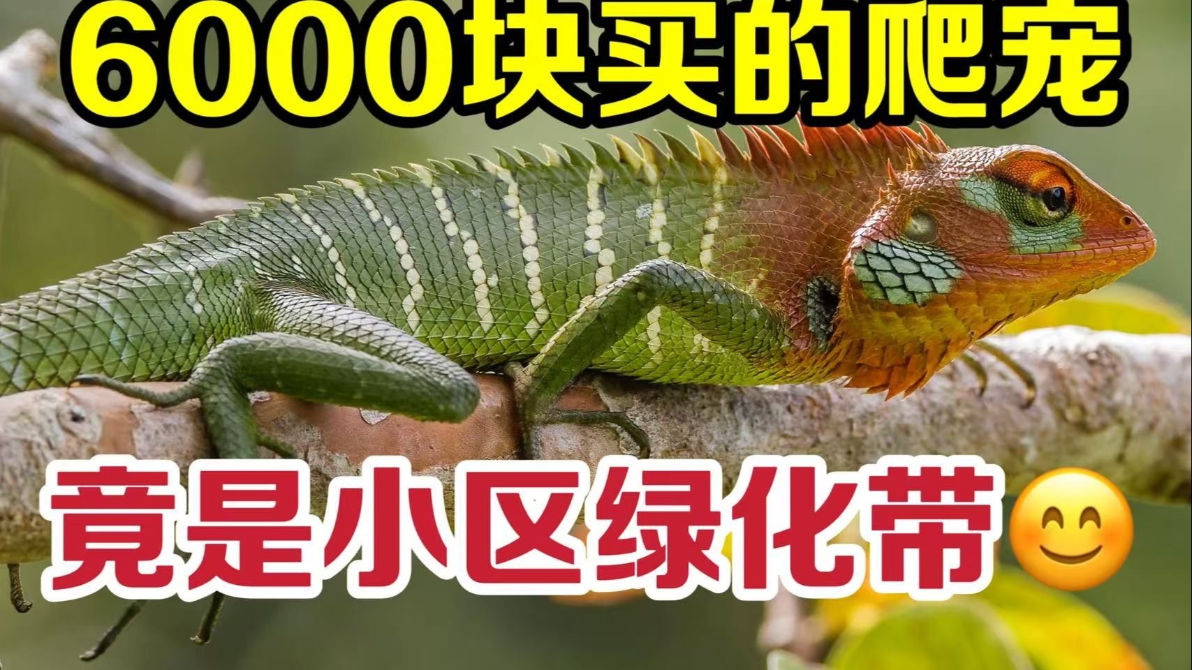 已破防，6000块买的爬宠神物，这小区绿化带里到处都是···