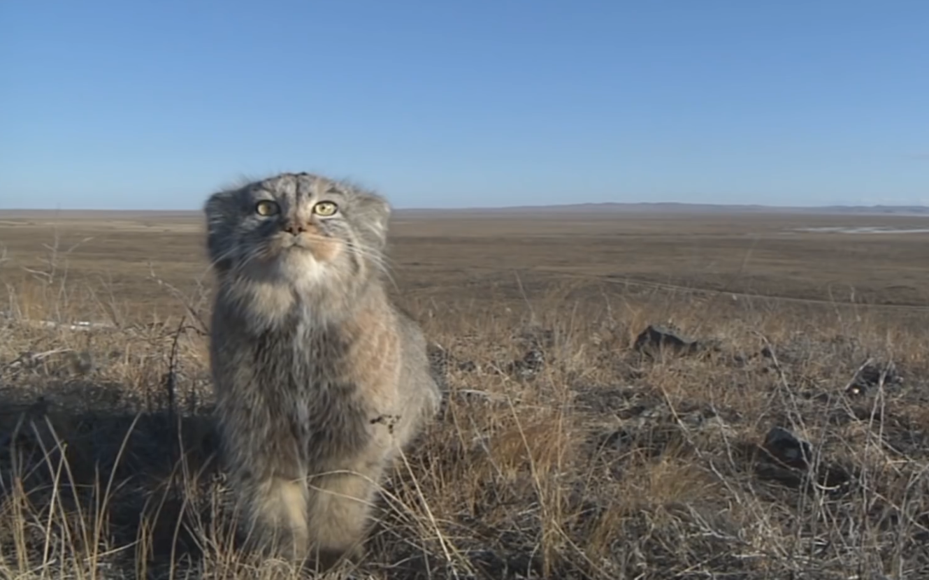 【pallas cat】野生兔狲:早起觅食!