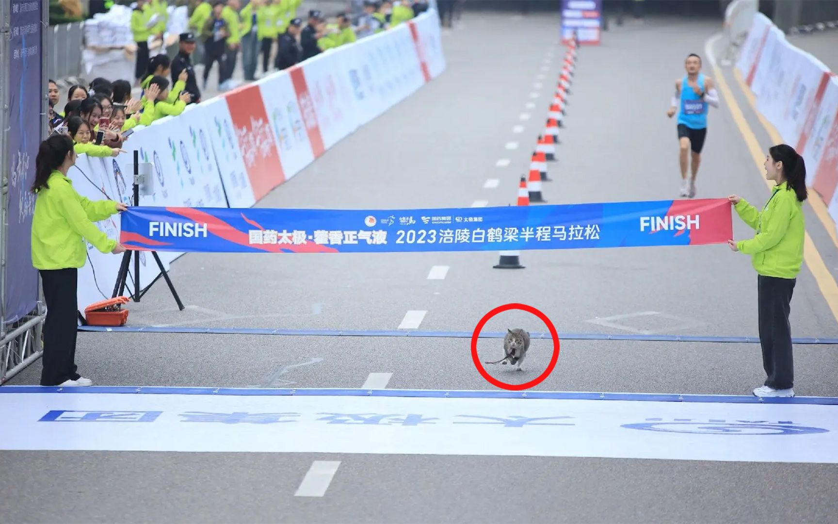 遥遥领先！马拉松比赛小猫领先人类4秒“夺冠”