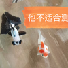有些鱼真的不适合测视观看，比如蝶尾，珍珠，丹凤，你们说呢
