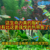 最顽强的生命力！适合小白上手的热带观赏鱼