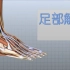 足部解剖3D教程（双语字幕）