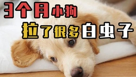 怎么看小狗有没有寄生虫 5875aea5017dfc9a437ecf2690f2cbb791ab8457.jpg@280w_158h_1c_100q.jpg