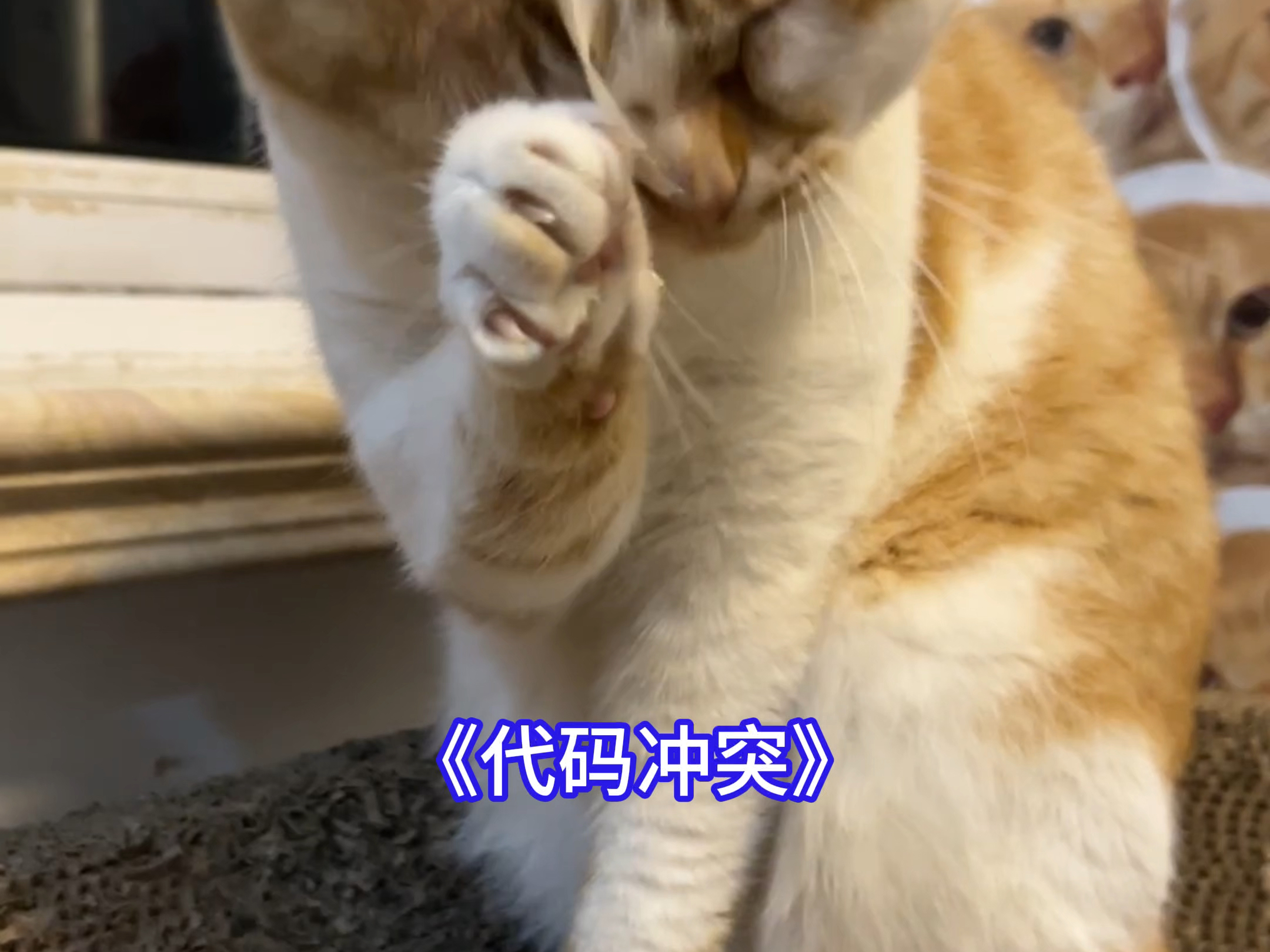 哈基宗日常 代码冲突