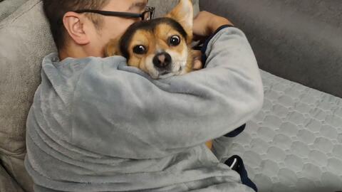 翻白眼的狗狗叫什么 5889d094ca51f9ee209c2878646f2e493ecbbd01.jpg@480w_270h_1c