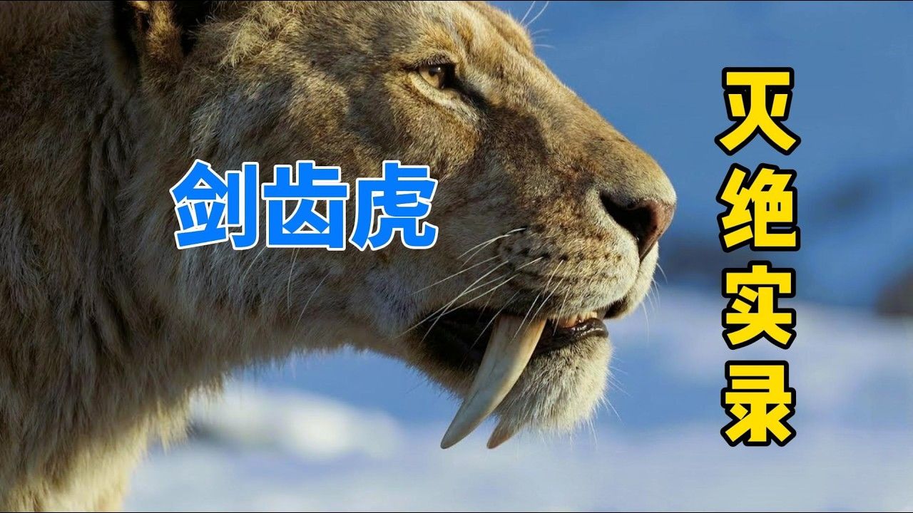 称霸地球300万年，几乎没有天敌的剑齿虎，为什么会灭绝？