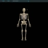【医维度解剖app】系统解剖学，成人的骨骼数量