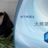【高清 CCTV9 中文解说 】国家地理 大熊猫