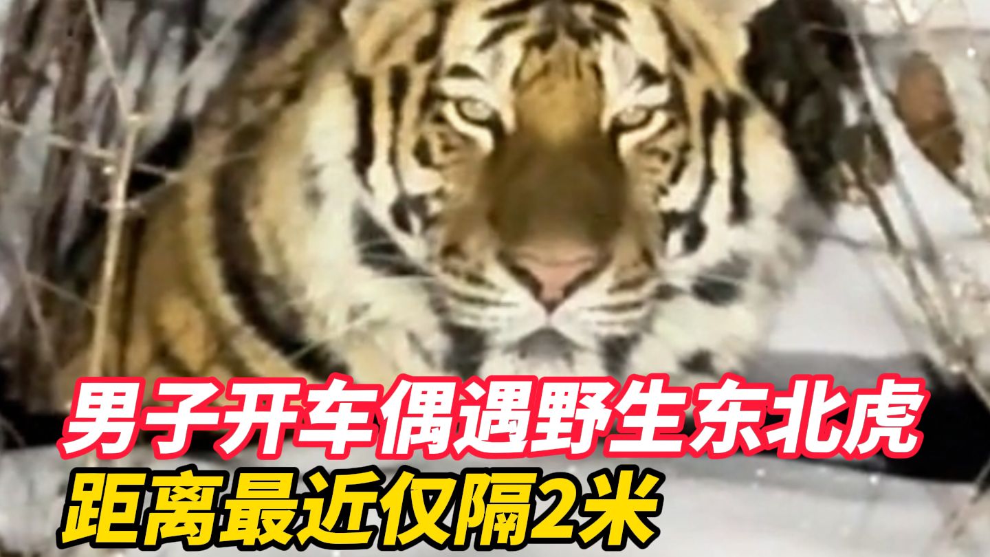 男子开车偶遇野生东北虎，距离最近仅隔2米 ，目测重达三四百斤，提醒：遇到东北虎 切记不要下车，保持安全距离后 缓慢离开