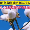 近日，新疆。这就是我们的宝藏新疆！新疆棉再创高峰，亩产774.3公斤！科技赋能，为全国棉花高产探索全新路径