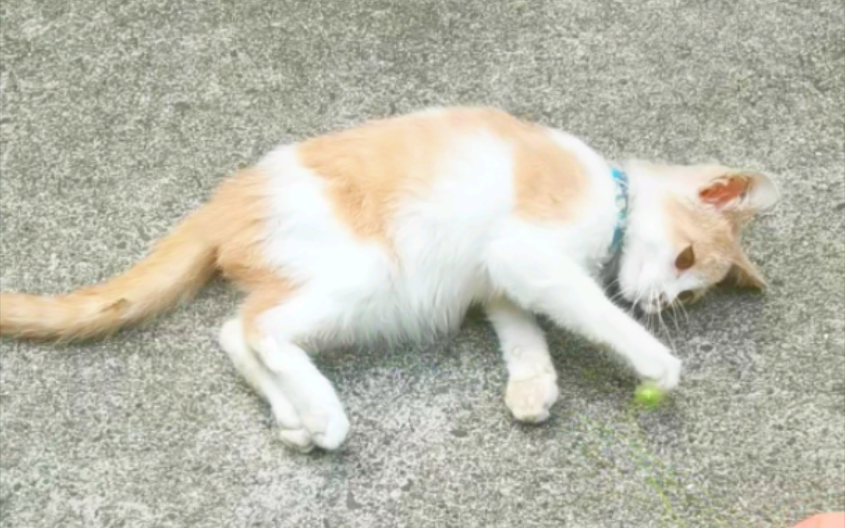 幸运遇见哈基米！-RosieRiley-RosieRiley-哔哩哔哩视频