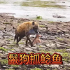 幸运的鬣狗发现了一窝被困住的鲶鱼