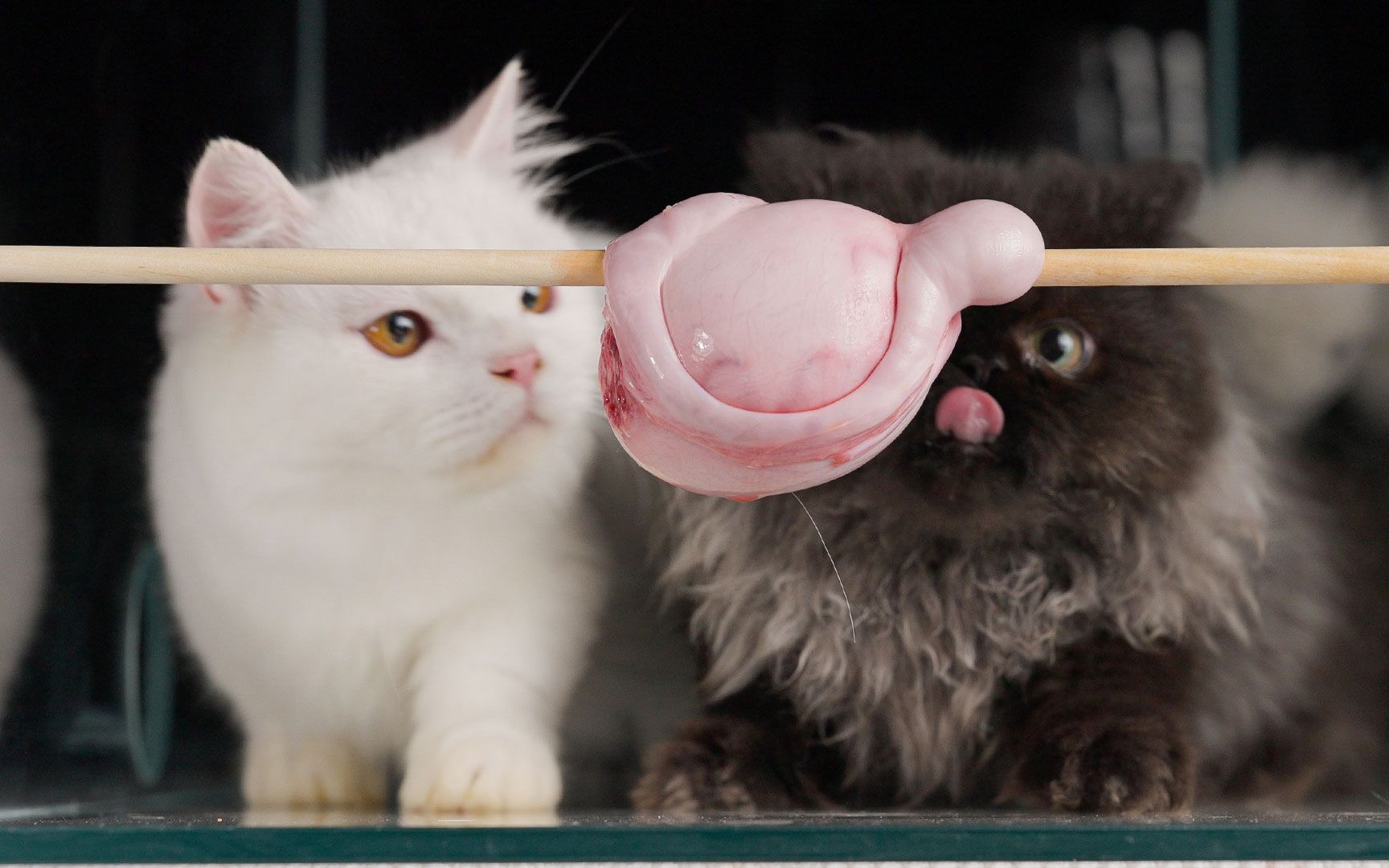 蛋黄猫首款3D表情上线！|动漫|网络表情|李纬一 - 原创作品 - 站酷 (ZCOOL)