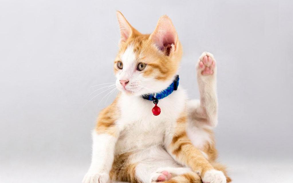 铲屎的,我才是你的招财猫!【真猫版招财猫】