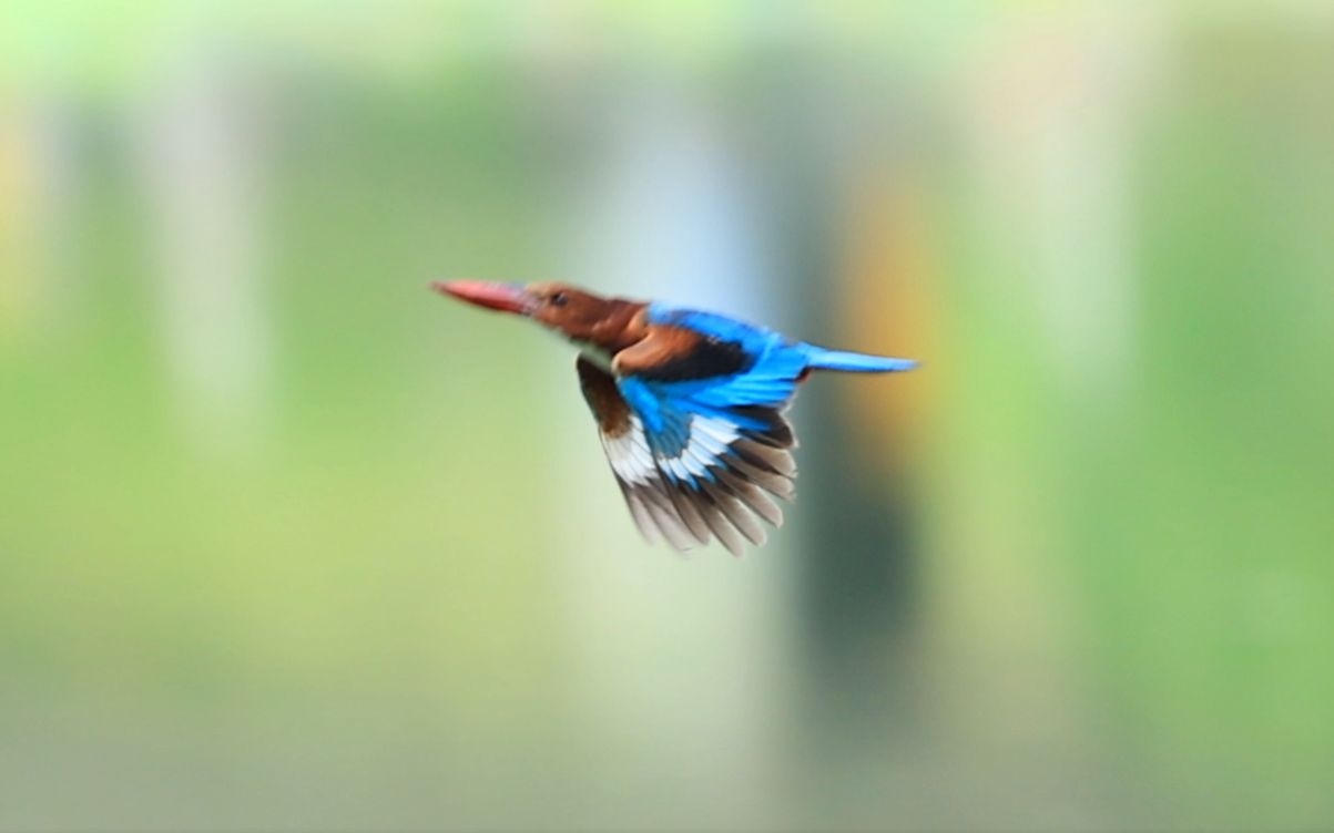 手持拍鸟-深圳洪湖大小翠鸟（R3+100-500mm-240P)