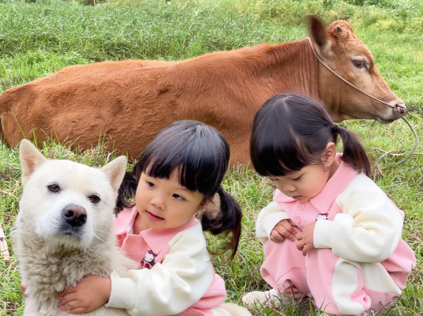 2岁小孩狗朋友很多，每天骑牛撸狗好惬意，村子里的动物都听她指挥