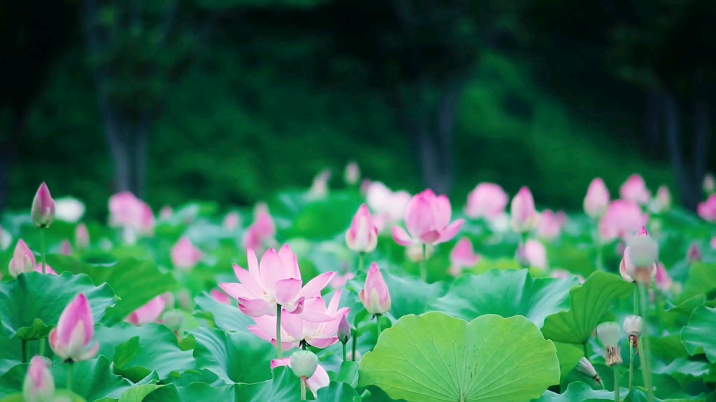 唯美荷塘月色动态配乐壁纸