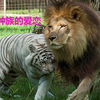 雄狮爱上白虎被阉割后掉光了威风凛凛的鬃毛，老虎：永失我爱