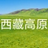 西藏高原上的大草原，来自大自然春天的问候