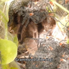 Grammostola iheringi 巨人红尾巢穴