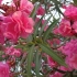 五月，佛山新城的欧洲夹竹桃开放了，花团锦簇，非常漂亮！