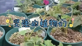 5985b2abf81eee605c20bb29d605ff737ec95cf5.jpg@280w_158h_1c_100q.jpg