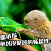来啊，快活啊！世界上最小的猴纸--侏儒绒猴