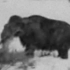 【YouTube转载】据说是前苏联时期在雅库特发现的未灭绝猛犸象活体录像