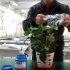 植物蒸腾作用视频