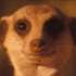 【纪录片】猫鼬：蒙哥.The.Meerkats.【2008】【熟肉】