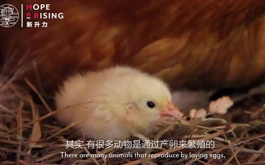 【儿童纪录片】动物的秘密（普通话，中英字幕）【超清版】1.它是从蛋里出来的吗-动物的卵生与胎生