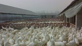 鸭的成本和利润 59ced799362ce9a10007e43895ec748a17c55af6.jpg@280w_158h_1c_100q.jpg