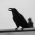 Sound Effects Crows - Crow Sound Effect Royal - Free Sound E