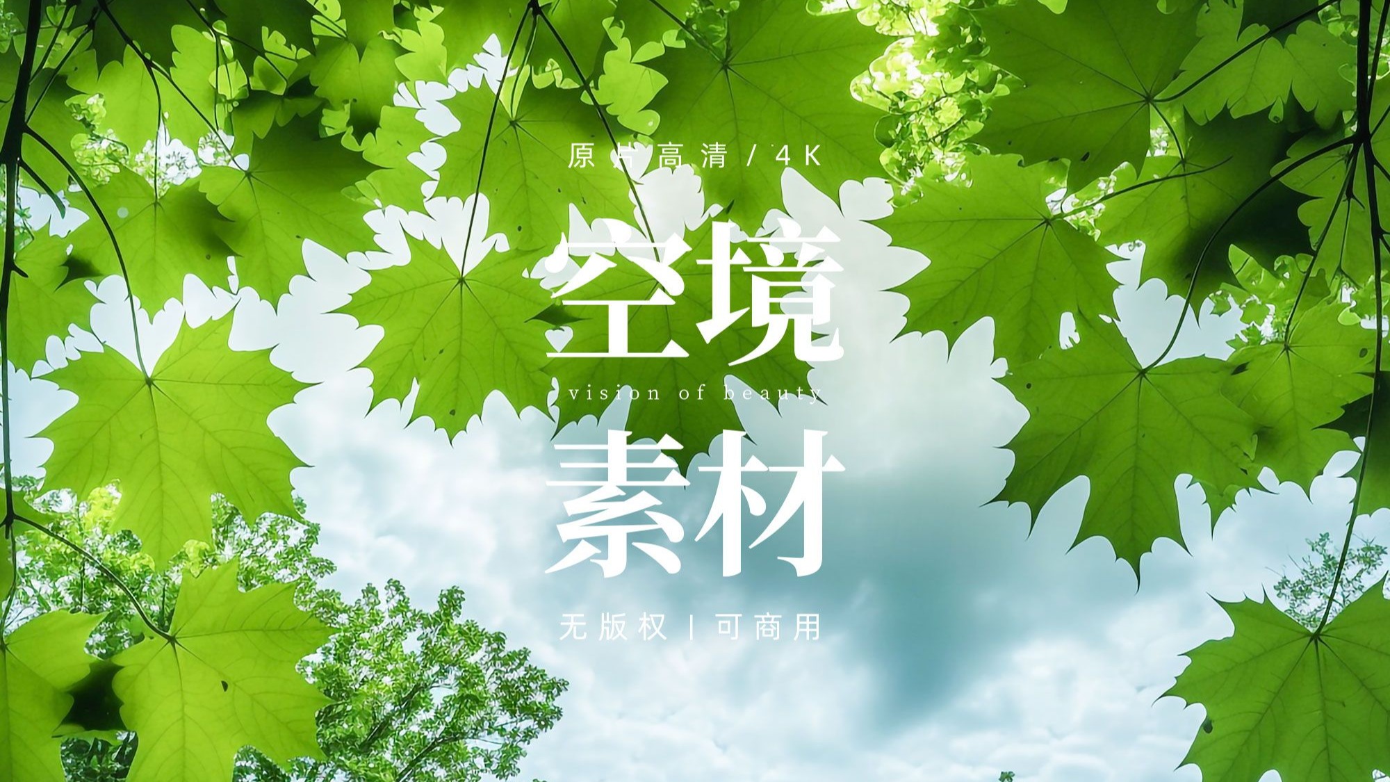 【免版权空镜】夏日阳光透过树叶视频素材