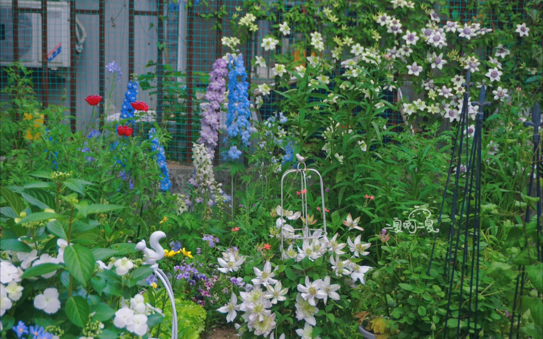 如果你有花园，一定要试着大飞燕和铁线莲搭配，真的太美了！