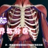 【局部解剖学】胸部的境界与分区