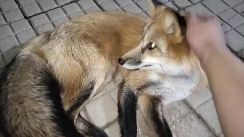 5a15f3eafc2255ff737adc5e0f594b11e9fff01a.jpg@480w_270h_1c