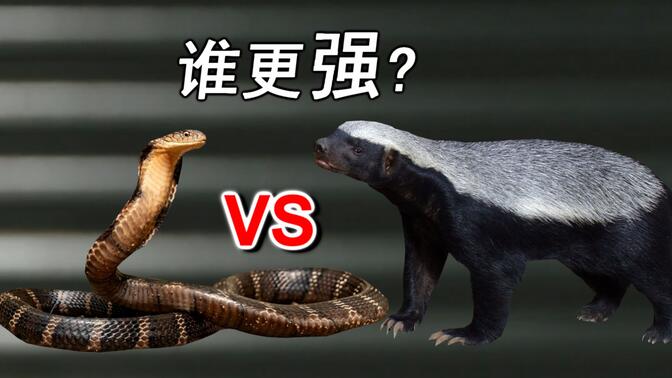 平头哥VS眼镜王蛇谁更强?平头哥为什么不怕被毒蛇咬?