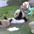 【大熊猫】你们姐俩打架都如此散漫，生怕别人不知道你们是哪个家族的！