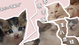 5a22c0f7517e8c4a09b4650a08ef76fc98fb66d0.jpg@280w_158h_1c_100q.jpg