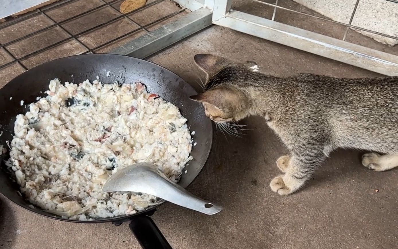 小猫偷吃了外卖员的餐品，双方发生激烈的肢体冲突。 | 涨姿势